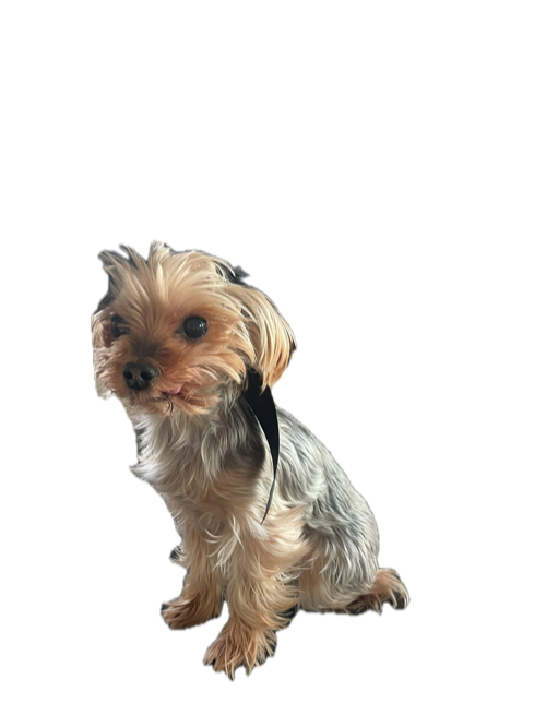 Douchi, vår hund